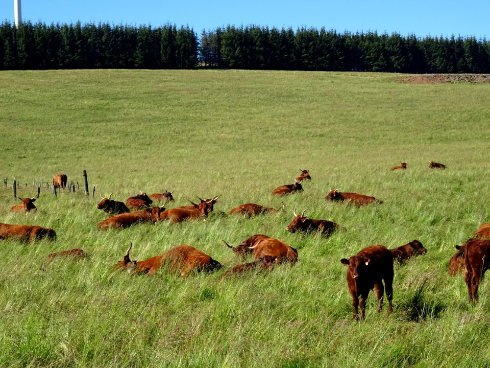 Des vaches de la race Salers au col du Baladour, Cantal 