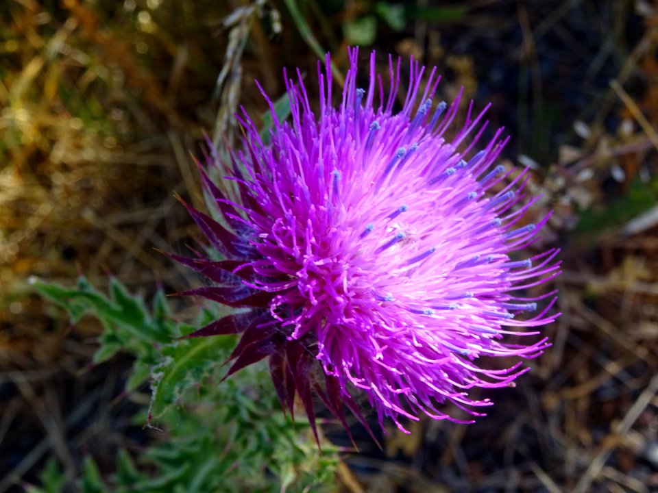 Chardon penché, Carduus nutans, Astéracées 