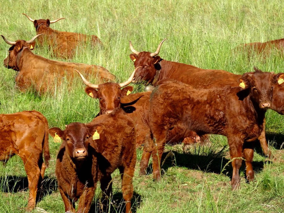Des vaches et veaux, de race Salers, au col du Baladour, C… 