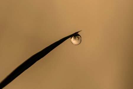 Grass reflection dew drop