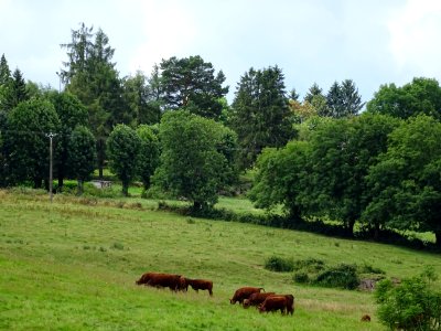 Des vaches de race Salers 
