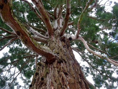 Un séquoia géant, Sequoiadendron giganteum, Taxodiacées à … 