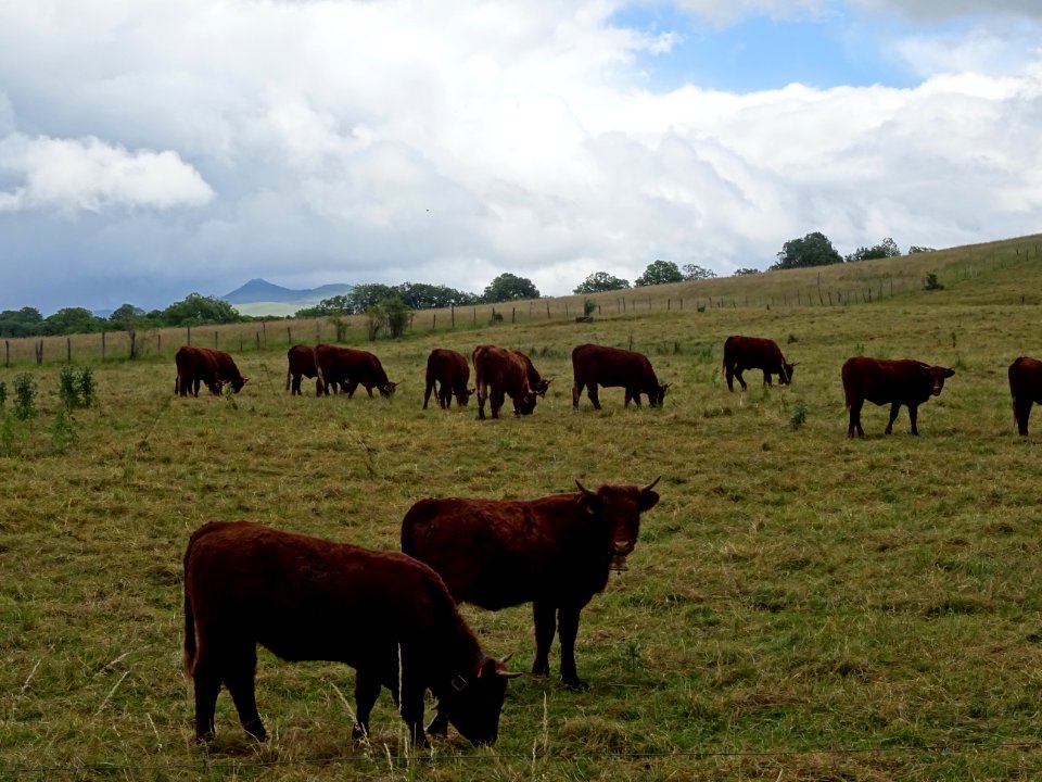 Vaches de race Salers, au fond le Puy Mary, Cantal 