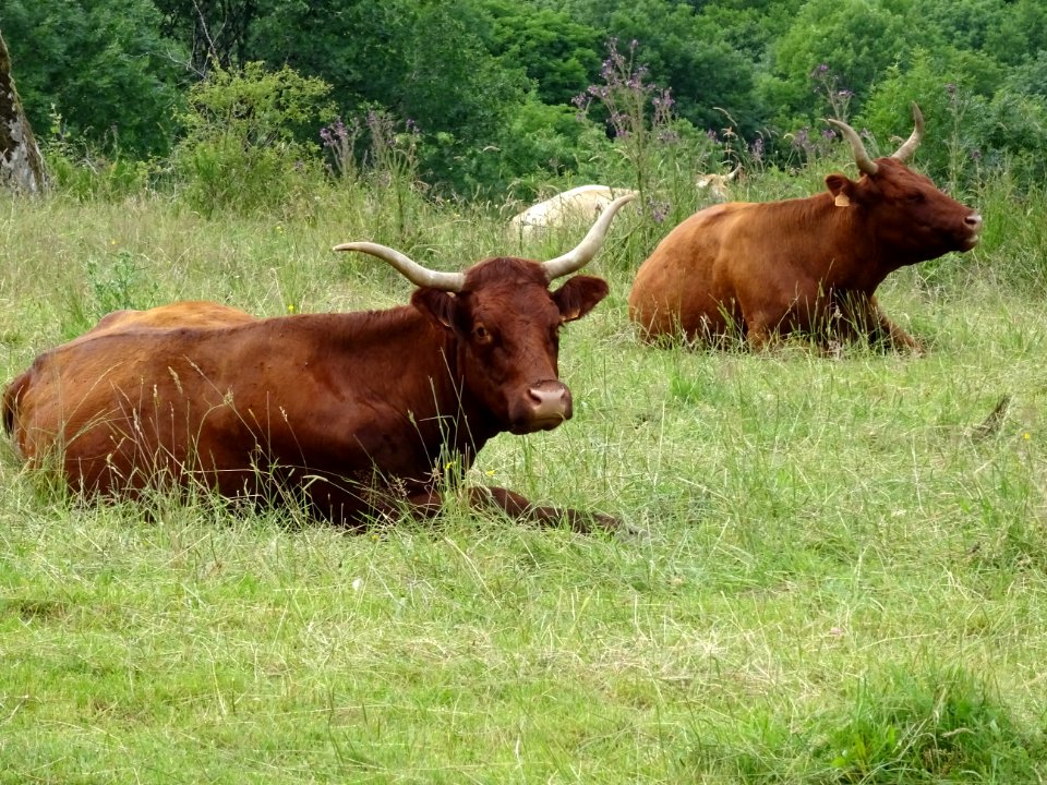 Vaches de race Salers, entre Salers et St Mamet, Cantal 
