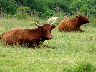 Vaches de race Salers, entre Salers et St Mamet, Cantal 