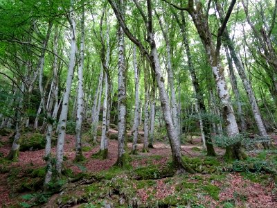 Des hêtres aux beaux troncs gris 