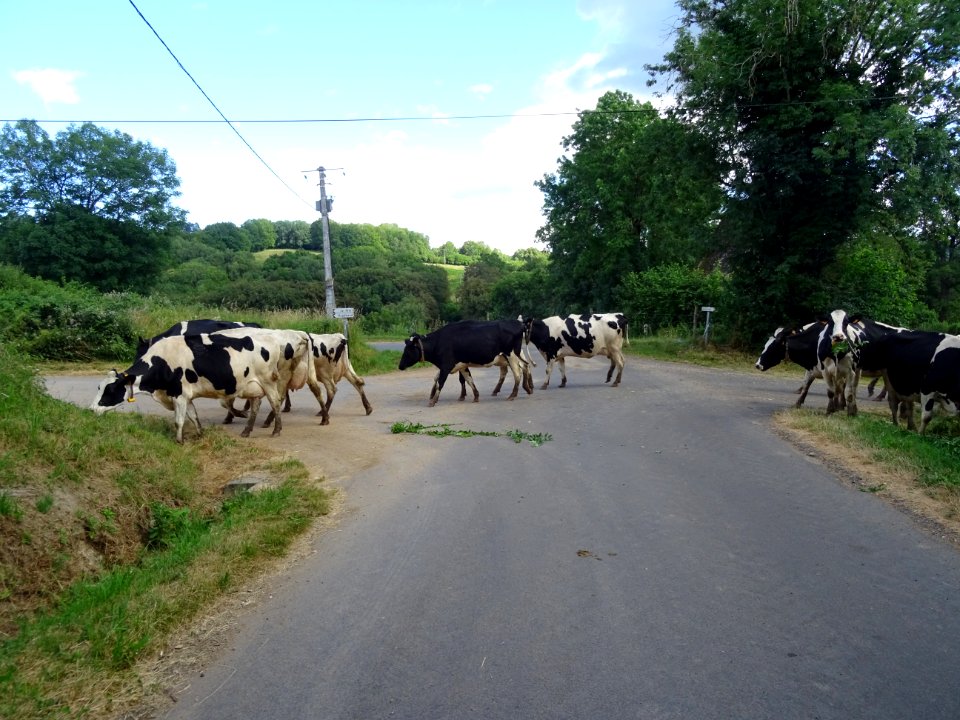 A Bellières, un troupeau de vaches envahit la route pour m… 