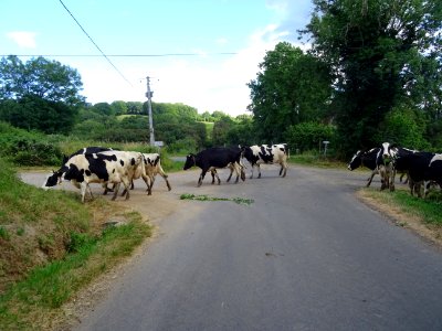 A Bellières, un troupeau de vaches envahit la route pour m… 