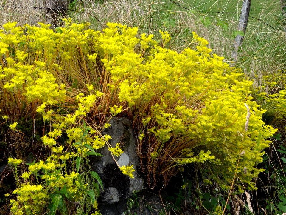 Sur un muret, Orpin des rochers, Sedum rupestre, Crassulac… 