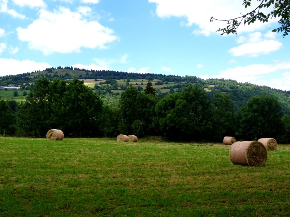 Bottes de foin roulées, entre Murat et Albepierre, Cantal 