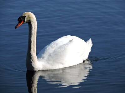 Water wild bird