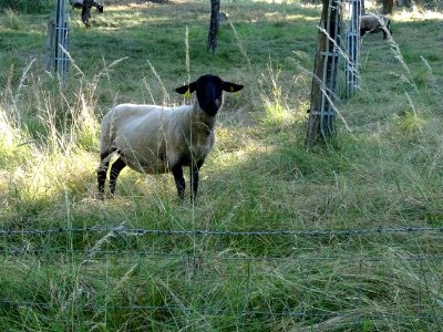 Un mouton à tête noire 