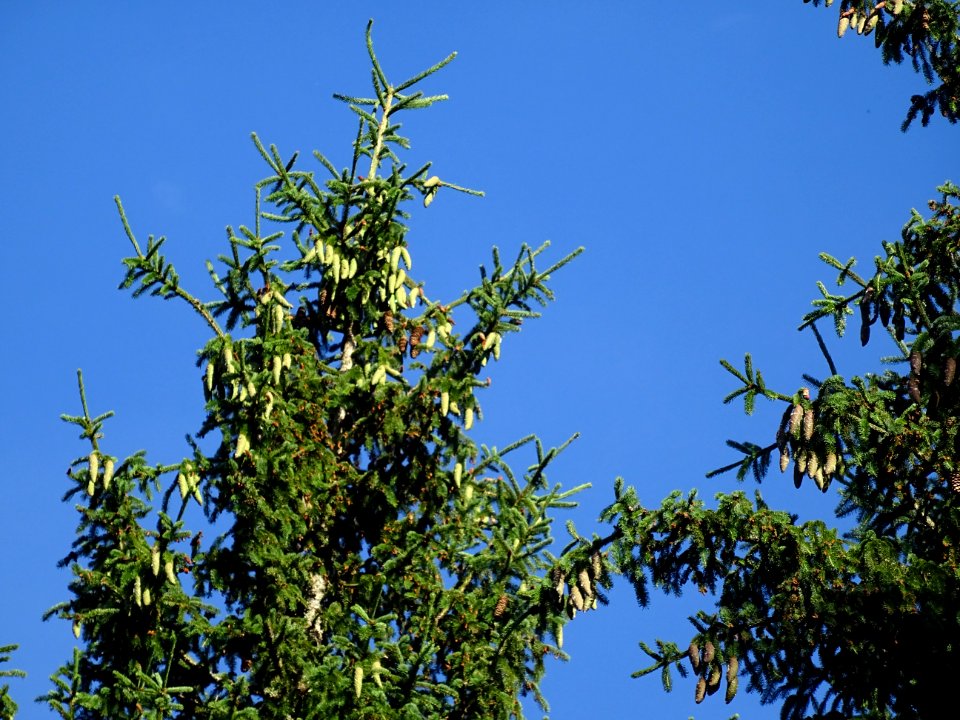 Des sapins dans le Cantal 