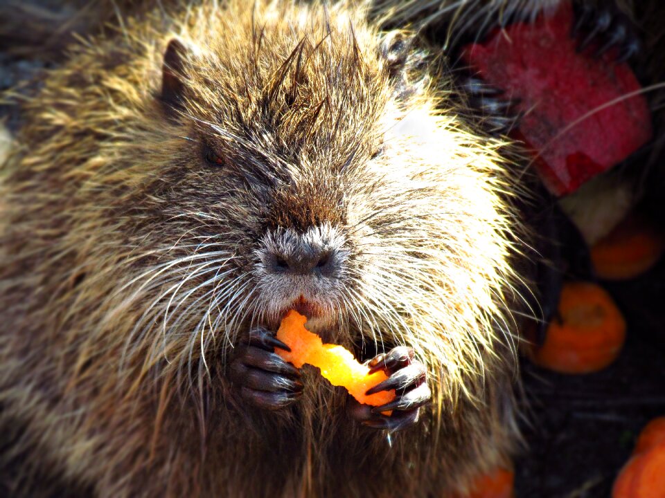 Nature wild animal fauna