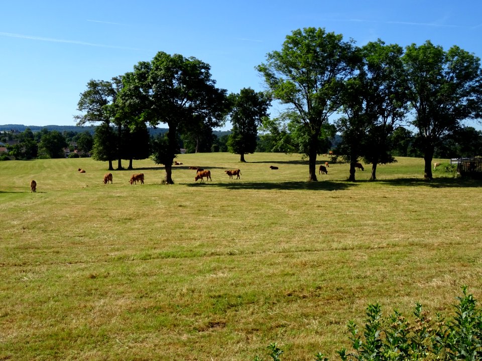 Des vaches au pré 