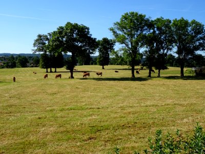 Des vaches au pré 