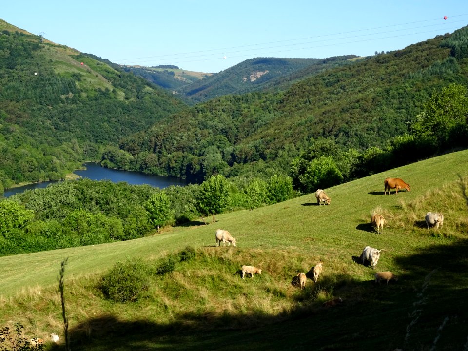 Vaches de race Aubrac et vallée de la Truyère, Cantal 