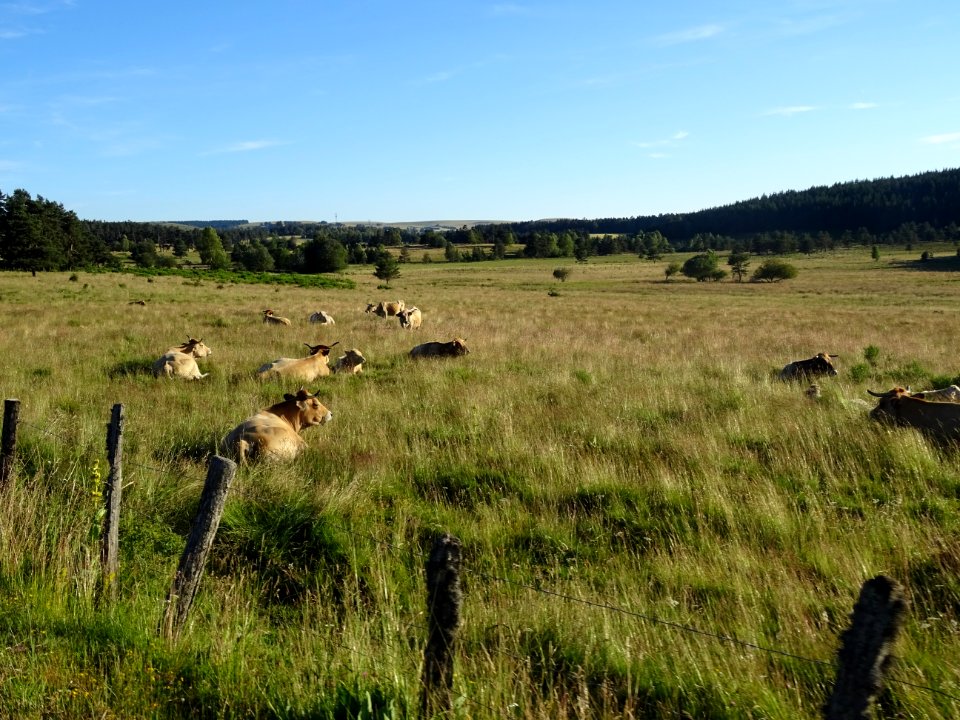 Vaches, de race Aubrac, entre Toularic et Le Clos, D65, Ca… 