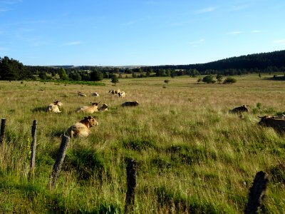 Vaches, de race Aubrac, entre Toularic et Le Clos, D65, Ca… 