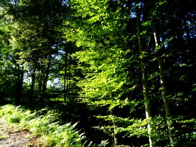 La lumière du soir éclaire le feuillage des hêtres 