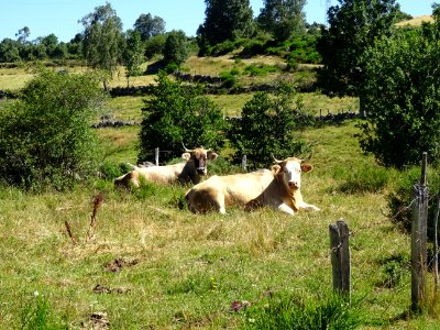 Encore des vaches de la race Aubrac, Lozère 