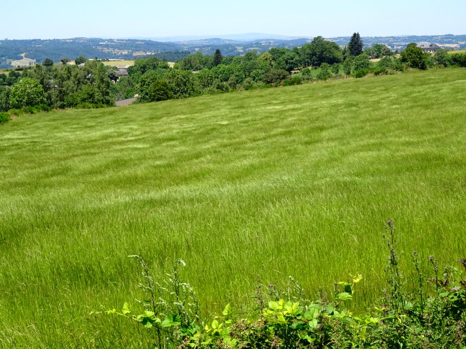Le vent court dans la prairie qui ondule et se courbe 