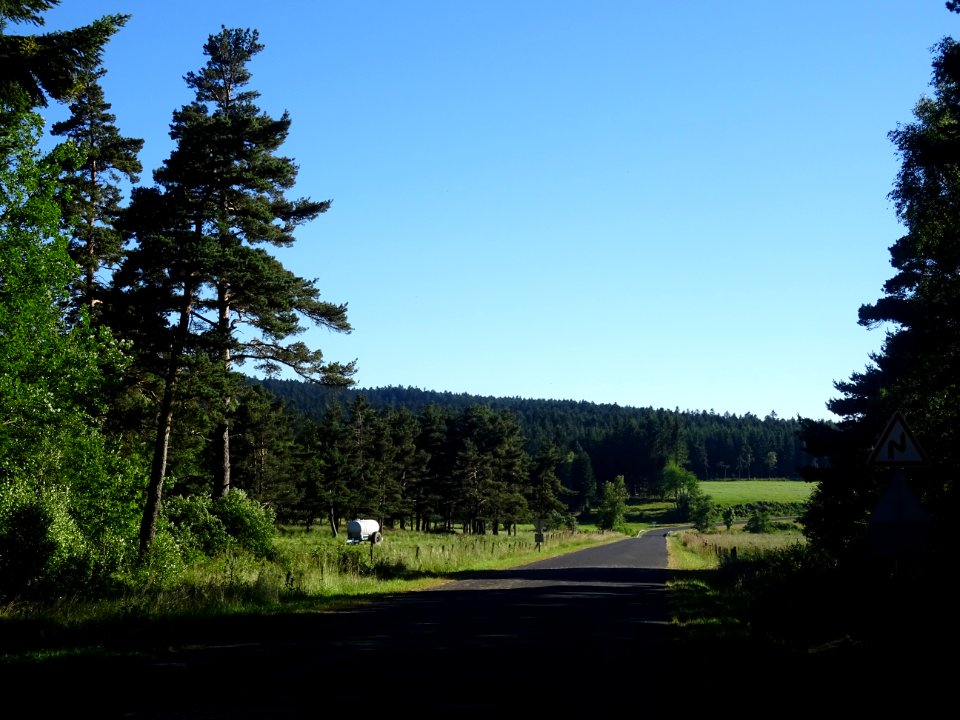 Dans la forêt de la Margeride, Cantal 