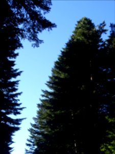 Sapins dans la forêt de la Margeride, Cantal 