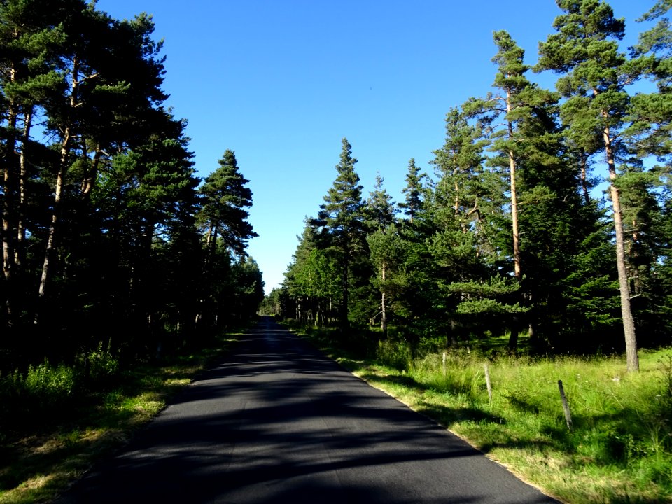 Sapins dans la forêt de la Margeride, Cantal 