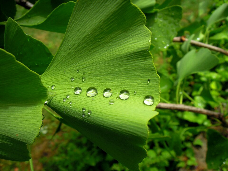 Ginkgo biloba fern pine green leaf