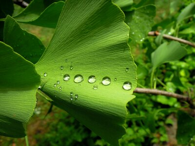 Ginkgo biloba fern pine green leaf