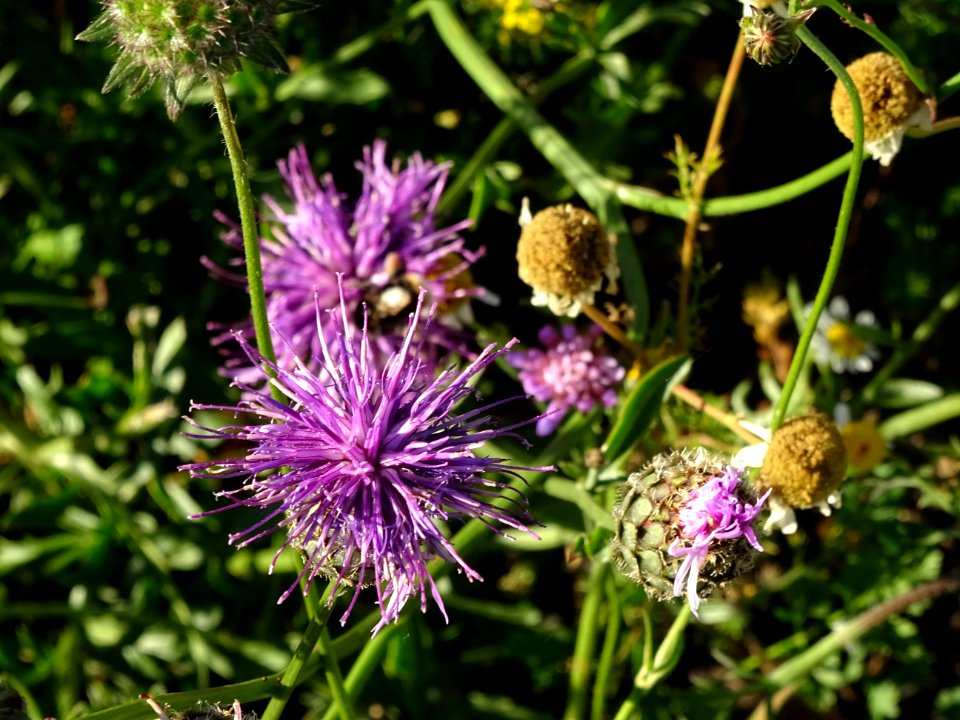 Centaurée scabieuse, Centaurea scabiosa, Astéracées 