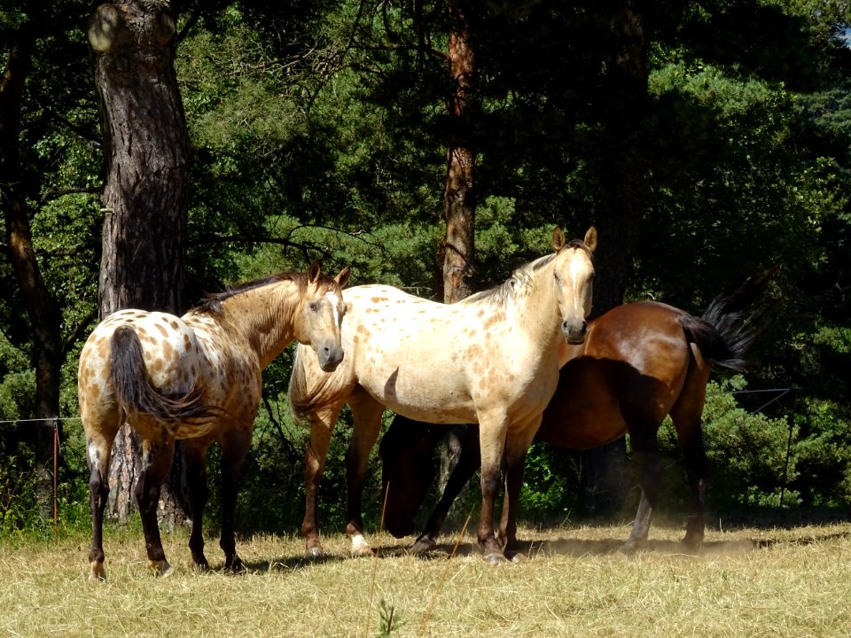 Trois beaux chevaux 