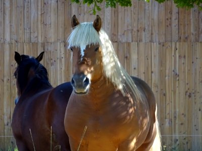 Un cheval à la crinière blonde 
