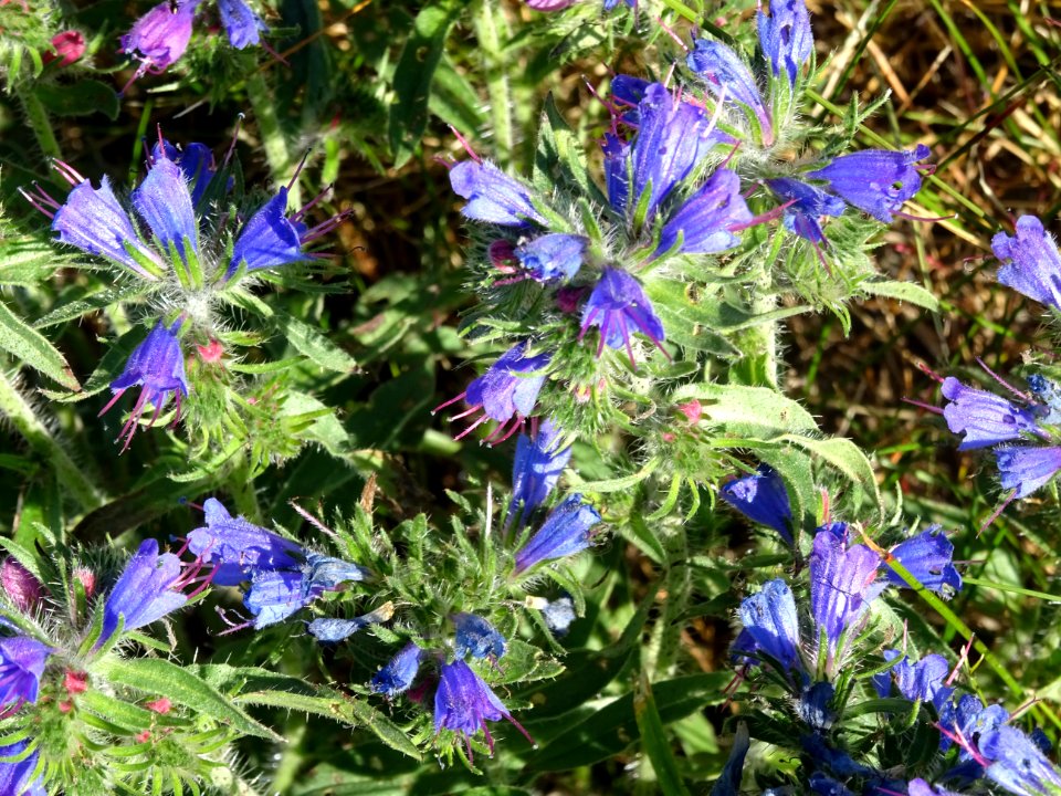 Vipérine commune, Echium vulgare, Boraginacées 