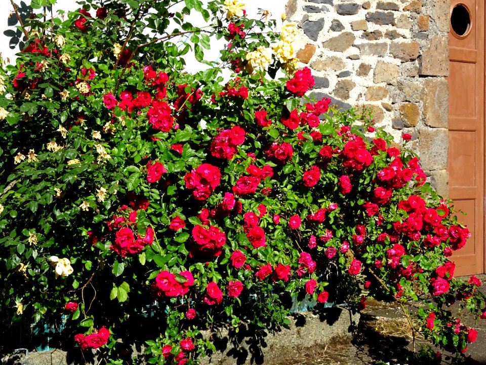 Un magnifique rosier dans le hameau du Bru, Cantal 