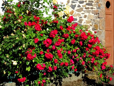 Un magnifique rosier dans le hameau du Bru, Cantal 