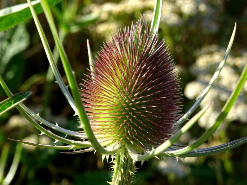 Cardère sauvage, Dipsacus fullonum, Dipsacacées 