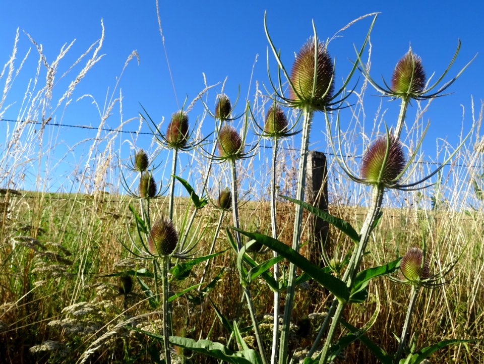 Cardère sauvage, Dipsacus fullonum, Dipsacacées. Aussi app… 