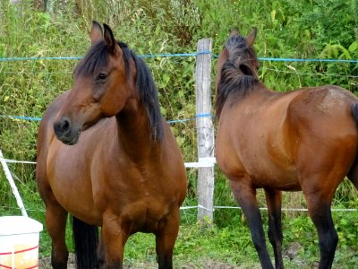 Deux beaux chevaux, Vendes, Cantal 
