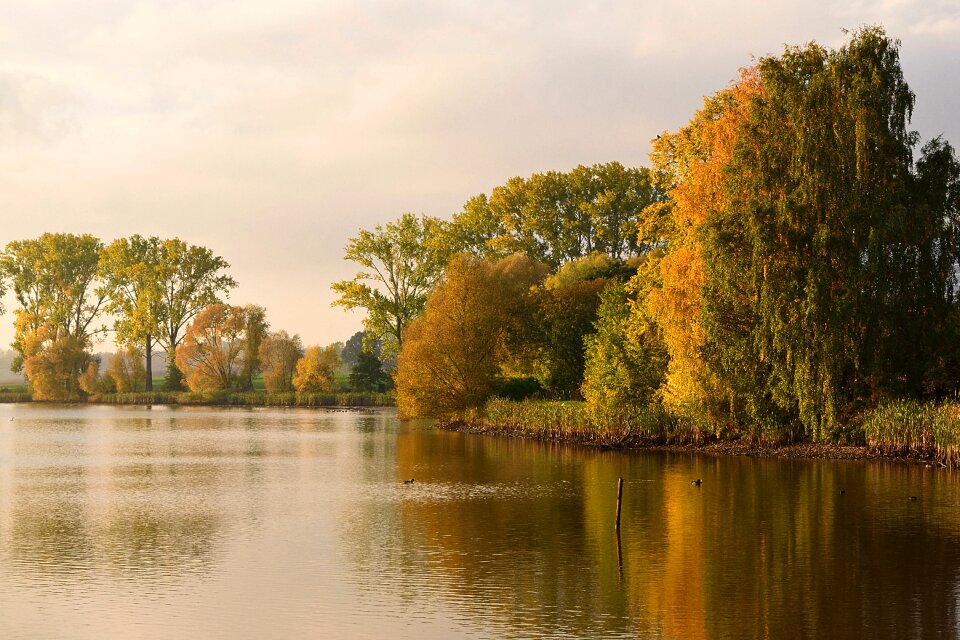 Autumn pond golden autumn