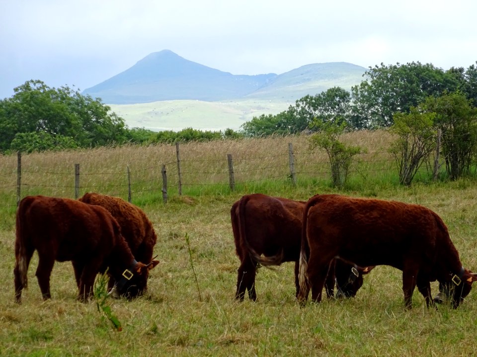 Vaches de race Salers, au fond le Puy Mary, Cantal 
