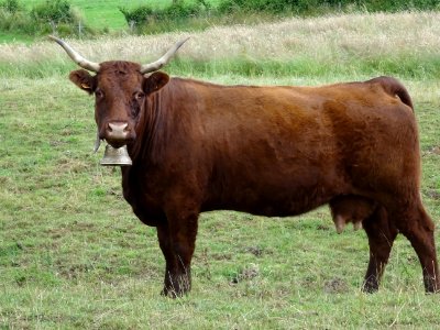 Vache de race Salers 