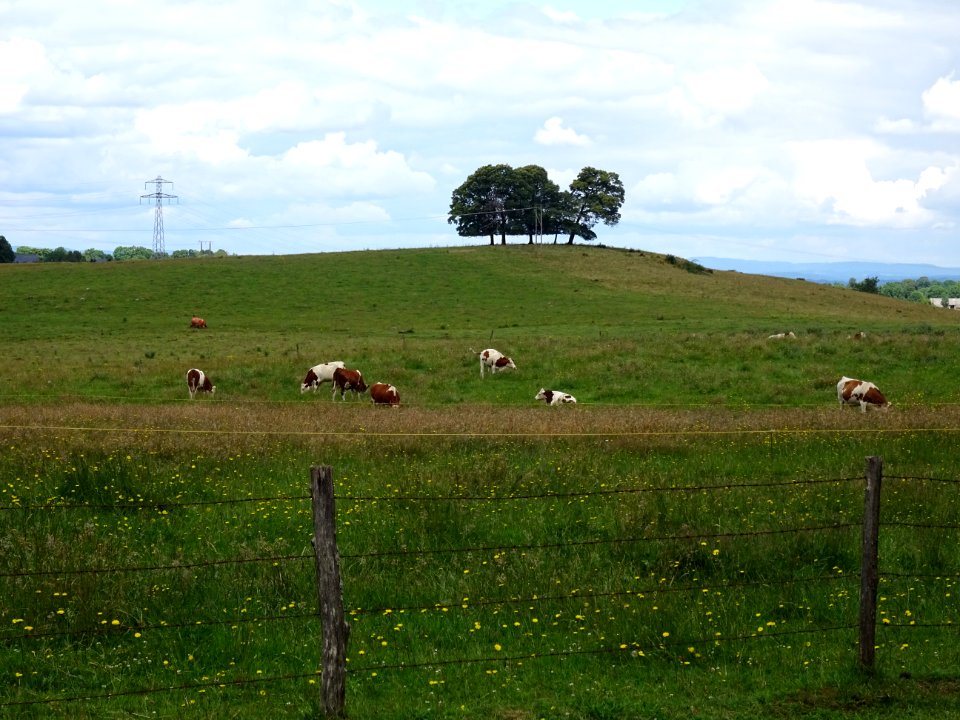 Prairie et vaches, La Margovie sur la D122, à la sortie de… 