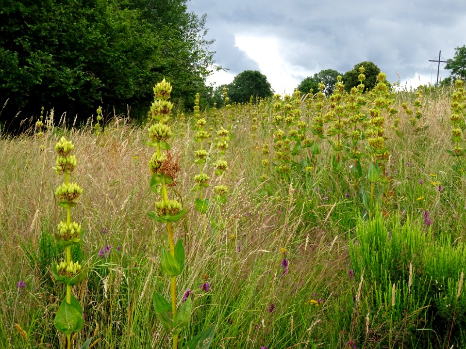 Gentiane jaune ou grande gentiane, Gentiana lutea, Gentian… 