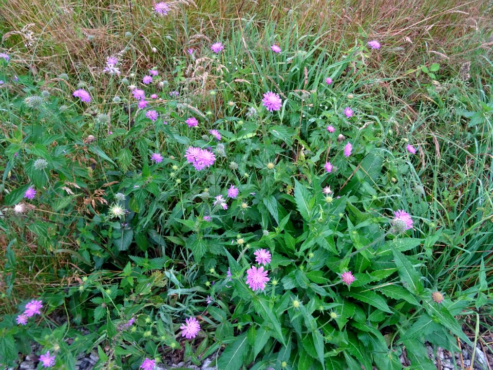Knautie des champs, Knautia arvensis, Dipsacacées 