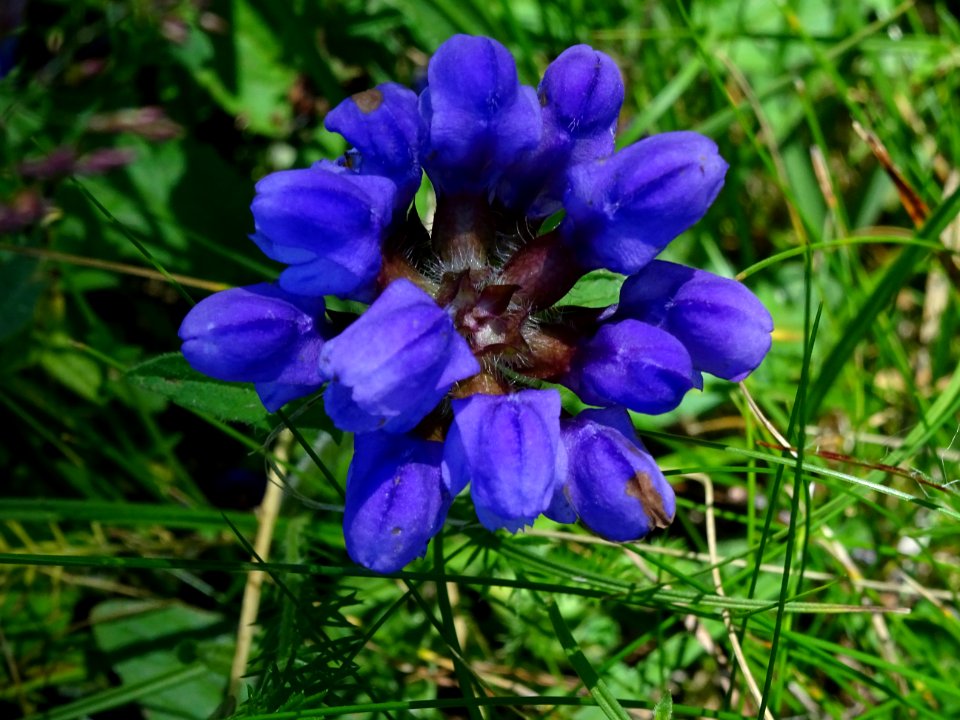 Brunelle à grandes fleurs, Prunella grandiflora, Lamiacées… 