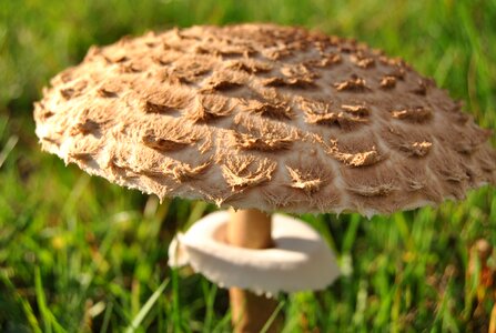 Forest mushroom hat mushroom head photo