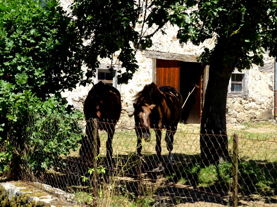 Deux chevaux, près de Sarran, Cantal 