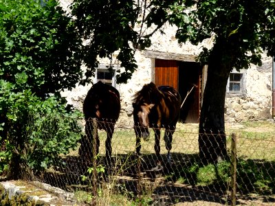 Deux chevaux, près de Sarran, Cantal 